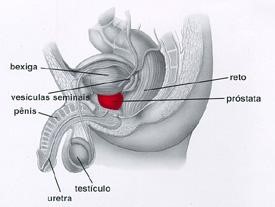 PRÓSTATA